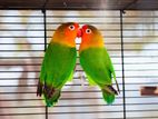 love bird