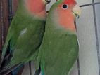 Love Bird