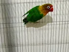 Love Bird