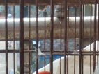 Love Bird For Sell. Emergency Plzz