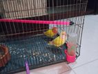 Love Bird For Sell