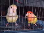 Love Bird For Sell