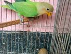love bird for sell