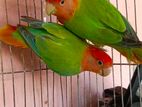 Love bird for sell
