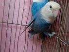 Love bird for sell