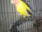 Love bird for sell