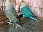 Love Bird for sell