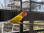 love bird for sell
