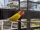 Love Bird For Sell