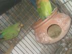 Love bird for sell