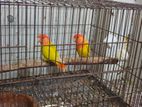 Love Bird For Sell