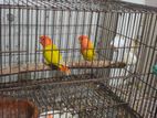 Love Bird For Sell