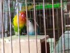 LOVE BIRD FOR SELL