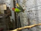 Love bird for sell