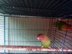 Love bird for sell