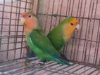 Love Bird For Sell