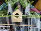 love bird for sell with cage ( running pair)