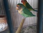 Love Bird Full Adult