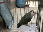 Love Bird Fully Running