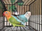 Love bird, green/blue and blue opaline lovebird