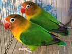 love bird green fesar