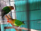 Love bird ( Green fisher , Lutino opaline)