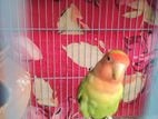 Love Bird Green Male