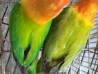 love bird Green Opaline