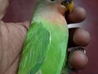 love Bird half tame 1 month 20 day