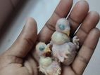 Love Bird Hand Feed - Tem Size Baby