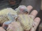 Love bird hand feeding baby