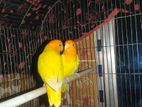 Love Bird jora