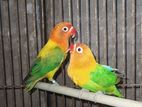 Love Bird - লাভ বার্ড