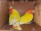Love Bird ( লাভ বার্ড )