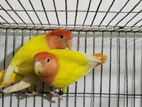 Love Bird