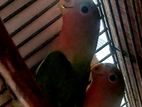 Love bird