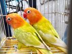 Love Bird (লাভ বার্ড)