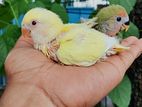 Love Bird / লাভ বার্ড