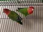 Love bird