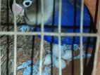 Love Bird - লাভ বার্ড (male)
