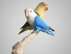 Love Bird (লাভবার্ড)