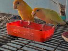 Love Bird for sale
