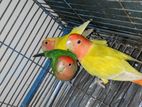 Love bird Lotino opaline red head and green