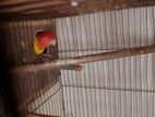 love bird lutino opaline