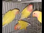 Love bird-lutino opaline red head