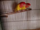 Love Bird Lutino Opaline Running