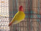 Love Bird Lutino Read Head Opaline