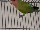 Love Bird (male)