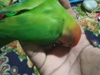 Love bird male