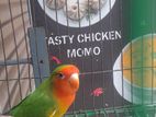 Love Bird Male